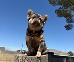 Small #2 French Bulldog