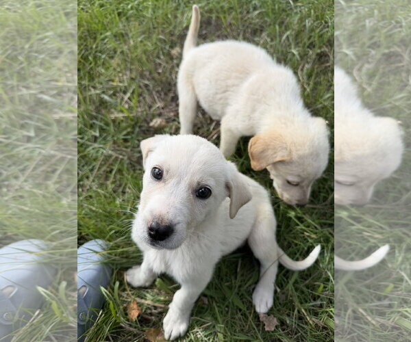 Medium Photo #1 Great Pyrenees-Unknown Mix Puppy For Sale in Chama, NM, USA