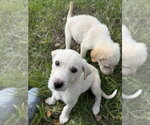 Marlo - Male Great Pyrenees-Unknown Mix Dog for Adoption - Small photo