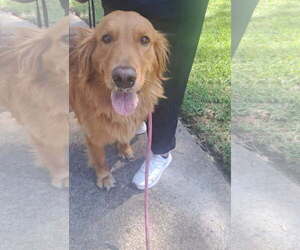Golden Retriever Dogs for adoption in Newport Beach, CA, USA