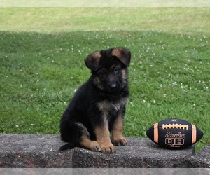 German Shepherd Dog Puppy for sale in MILLERSBURG, OH, USA