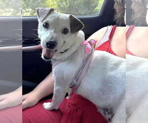 Mutt Dogs for adoption in Westmont, IL, USA