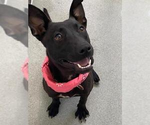 Labrador Retriever-Unknown Mix Dogs for adoption in Fayetteville, NC, USA