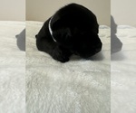Small #5 Labrador Retriever