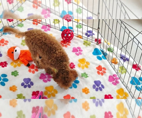 Medium Photo #3 Cavapoo mix (+ Poodle Miniature) Puppy For Sale in ORO VALLEY, AZ, USA