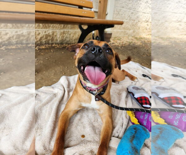 Medium Photo #60 Mutt Puppy For Sale in Philadelphia, PA, USA