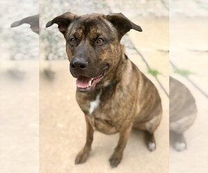Mastiff Dogs for adoption in Jackson , NJ, USA