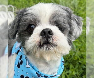 Shih Tzu Dogs for adoption in Arlington, VA, USA
