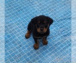 Small Photo #6 Rottweiler Puppy For Sale in DES MOINES, IA, USA