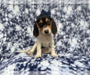 Beagle Puppy for sale in LAKELAND, FL, USA