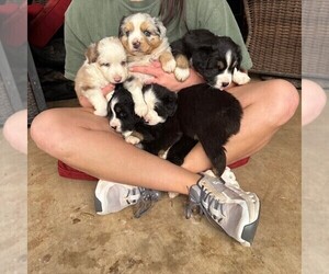 Miniature Australian Shepherd Litter for sale in MIDLAND, TX, USA