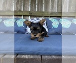Small #10 Yorkshire Terrier