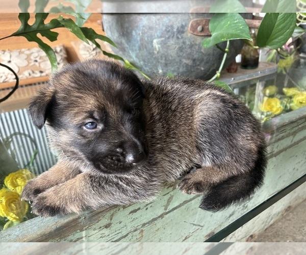 Medium Photo #3 German Shepherd Dog Puppy For Sale in SANDUSKY, OH, USA