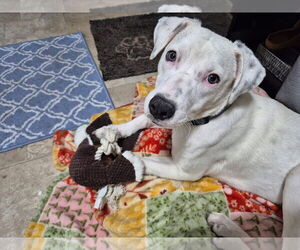 Labrador Retriever-Unknown Mix Dogs for adoption in New London, WI, USA