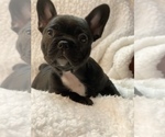 Puppy 0 French Bulldog