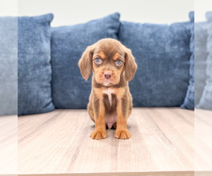 Beaglier Puppy for sale in MILLERSBURG, OH, USA