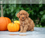 Puppy Hoover Poodle (Miniature)