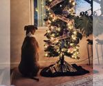 Small #5 American Pit Bull Terrier Mix