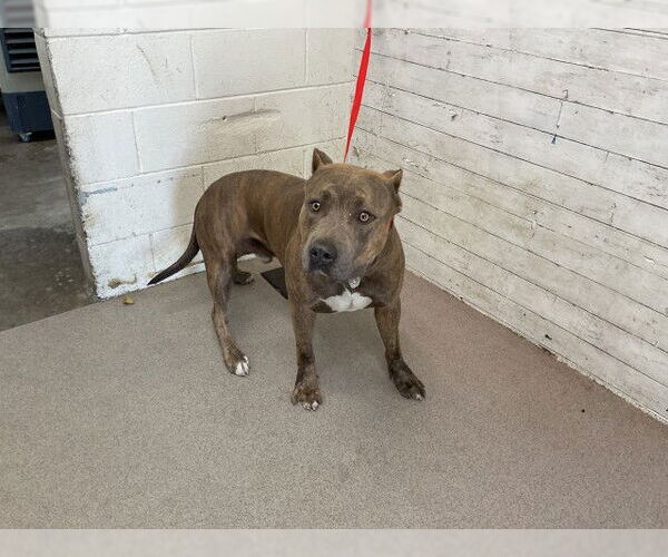 Medium Photo #1 American Pit Bull Terrier Puppy For Sale in San Bernardino, CA, USA
