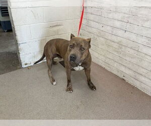 American Pit Bull Terrier Dogs for adoption in San Bernardino, CA, USA