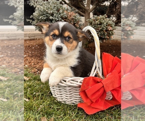 Medium Photo #2 Pembroke Welsh Corgi Puppy For Sale in MIDDLEBURY, IN, USA