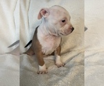 Small Photo #11 American Bully Puppy For Sale in KENT, WA, USA