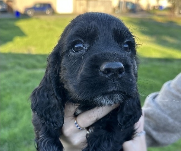 Medium Photo #1 Colonial Cocker Spaniel Puppy For Sale in OREGON CITY, OR, USA