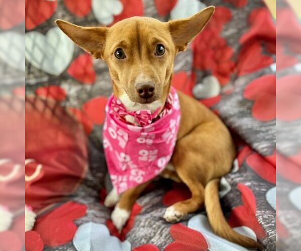 Medium Photo #16 Chihuahua-Unknown Mix Puppy For Sale in Arlington, VA, USA