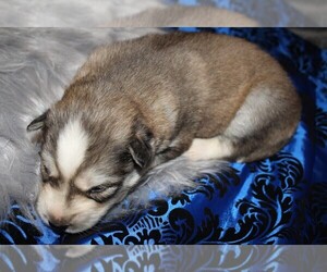 Siberian Husky Puppy for sale in THEODORE, AL, USA