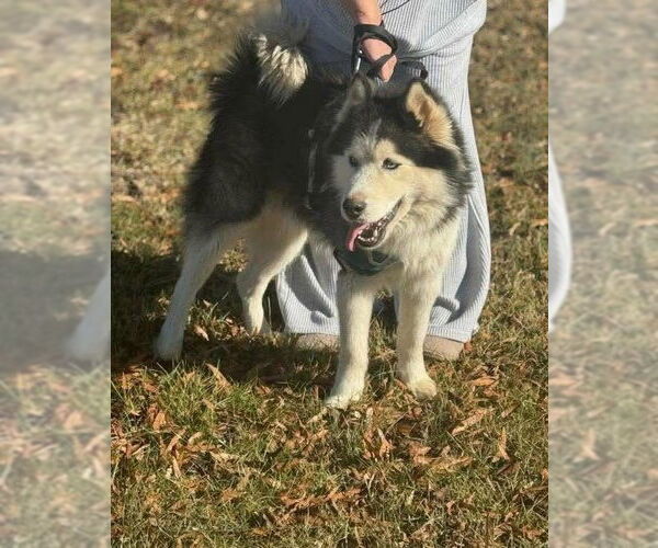 Medium Photo #2 Siberian Husky-Unknown Mix Puppy For Sale in Rustburg, VA, USA