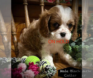 Cavalier King Charles Spaniel Puppy for sale in AUGUSTA, WI, USA