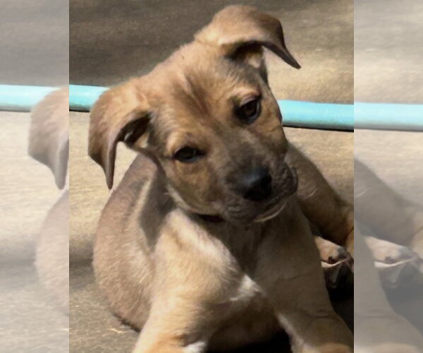 Medium Photo #1 German Shepherd Dog-Unknown Mix Puppy For Sale in Rockaway, NJ, USA