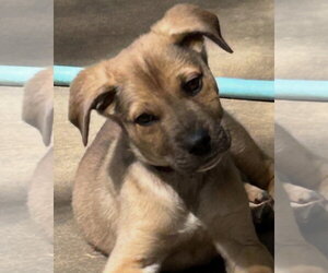 German Shepherd Dog-Unknown Mix Dogs for adoption in Rockaway, NJ, USA