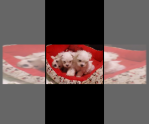 Maltese Puppy for sale in COTTONWOOD, AL, USA