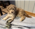 Puppy Periwinkle Aussiedoodle-Labradoodle Mix