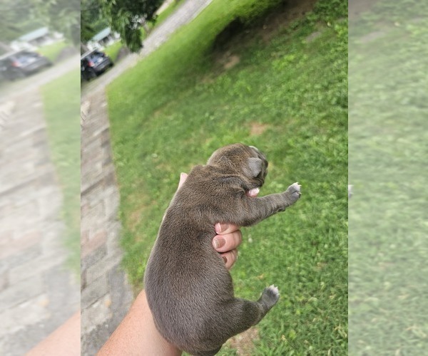 Medium Photo #12 American Bully Puppy For Sale in SAINT ALBANS, WV, USA