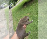 Small #2 American Bully