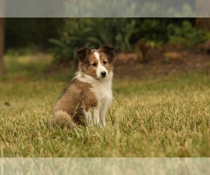 Shetland Sheepdog Puppy for sale in MEMPHIS, MO, USA