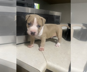 American Bully Puppy for Sale in BROWN DEER, Wisconsin USA