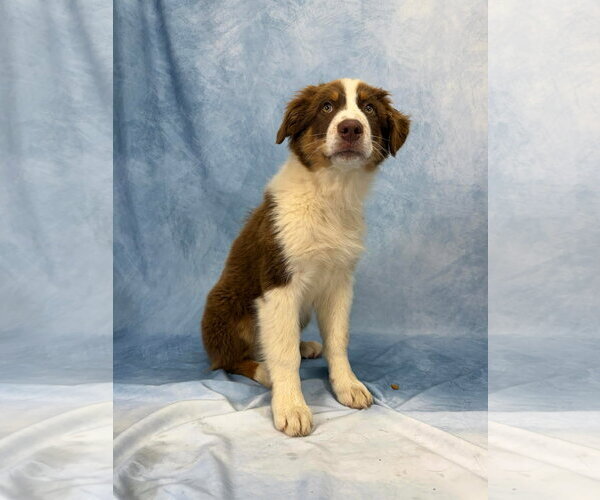 Medium Photo #2 Australian Shepherd-Unknown Mix Puppy For Sale in Valrico, FL, USA