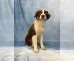 Small #1 Australian Shepherd Mix