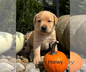 Labrador Retriever Dog for Adoption in FREDERICKSBG, Ohio USA