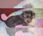 Puppy Angelite Yorkshire Terrier