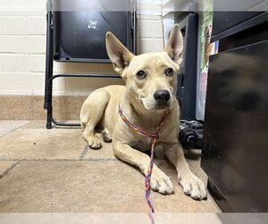 Medium Labrador Retriever Mix