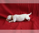 Small Photo #5 Dalmatian Puppy For Sale in KATY, TX, USA