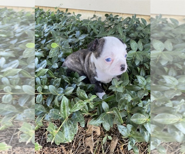 Medium Photo #4 Boston Terrier Puppy For Sale in FREDONIA, KS, USA