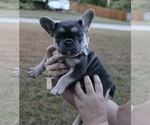 Puppy Millie French Bulldog