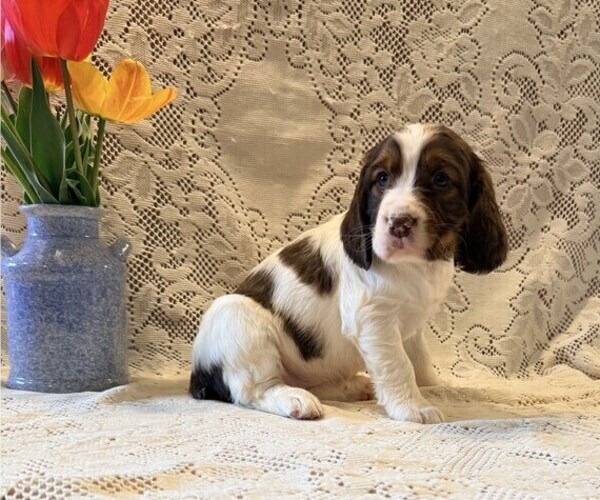 Medium Photo #1 English Springer Spaniel Puppy For Sale in OWEN, WI, USA