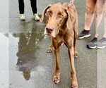 Small Photo #7 Great Dane-Unknown Mix Puppy For Sale in Canton, CT, USA