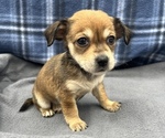 Small #5 Beagle-Chihuahua Mix